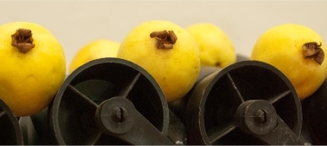 GUAVA