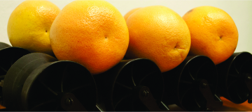 GRAPEFRUIT