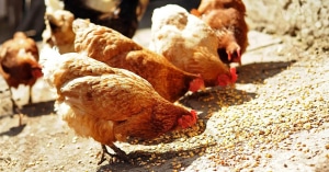 cpm-animal-feed-solutions