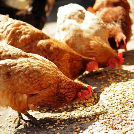 cpm-animal-feed-solutions